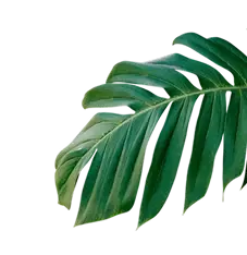 Decorative Leaf